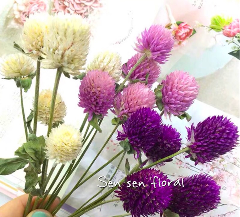 素材乾燥花千日紅12支乾燥花diy 香氛蠟燭蠟片材料乾燥花束皂花材拍攝道具花圈藤圈浮游花素材 比價查詢 Biza 比價網